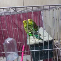 یک جفت مرغ عشق  معاوضه