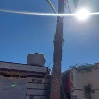 بریدن نخل قطع نخل ودرخت هرس نخل سمپاشی موریانه