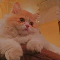 پرشین کت دال فیس