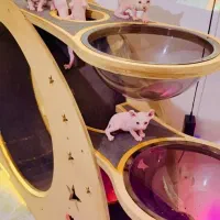 اسفینکس پینک الف چشم آبی