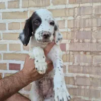 فروش (English Pointer) مو کوتاه و مو بلند