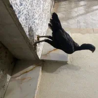 مرغ لاری(رودان)