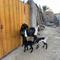 بز دو قلو