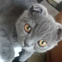 واگزاری گربه اسکاتیش