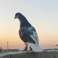 چپ سبز