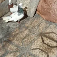 طوقی کاکلی|پرنده|مشهد, ابوذر|دیوار