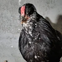 گلین اصیل خال سوزنی