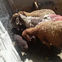 میش افشاری جوان زاییده مفت مفت