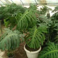 گل برگ انجیلی مانستری و کراواتی