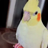 عروس هلندی جفت با تخم