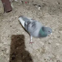 کفتر|پرنده|گلباف, |دیوار
