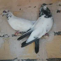 کبوتر