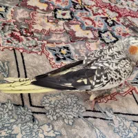 عروس هلندی گل باقالی