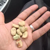باقلا