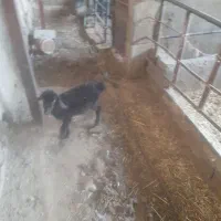 بره شیری