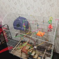 قفس بزرگ|لوازم جانبی حیوانات|محمدیه-قزوین, |دیوار