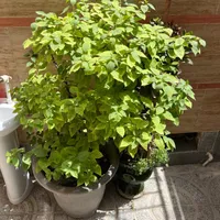 گل کاغذی.بونسای.کاکتوس.ساکولنت|گل و گیاه طبیعی|تهران, شهرک کیانشهر|دیوار