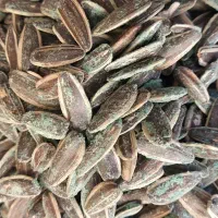 تخمه آفتابگردان کشت خوی طعم پیاز جعفری