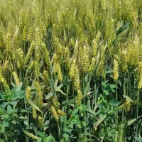 افزایش تناژ محصولات زراعی و باغی با حداقل هزینه