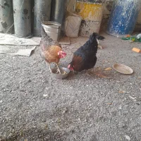 مرغ محلی تخم گذار