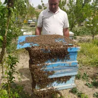 فروش زنبور عسل