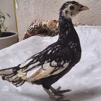 سیبرایت هفتاد روزه