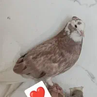 جوجه هما
