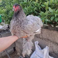 مرغ و خروس چینی . مرغ برهما