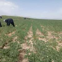 کارگر کنترات برای نخود چیدن