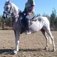فروش یک راس مادیون با کره 40 روزه کنارش