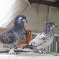 کبوتر‌جوجه‌قاره‌کاکلی‌پا‌چکمه‌قیمت‌1200000‌تومان