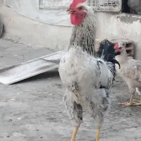 خروس سالم و سر حال