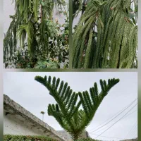 کاج مطبق/مرجان/افوربیا