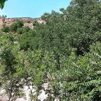 فروش باغ و ملک مزروعی نیم هکتار
