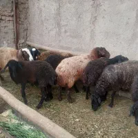 میش جوان