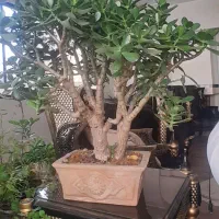 بونسای ۵۰ ساله