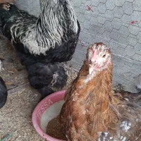 مرغ و خروس زینتی