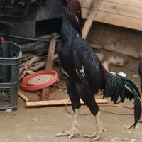 تخم لاری از خروس لاری درجه یک