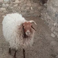 فروش بره نر