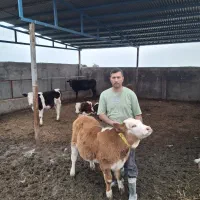 فروش بهترین نژاد سمینتال