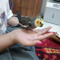 پرنده عروس هلندی