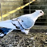 سینه فر شامی