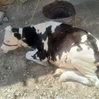 شنگول8ماه