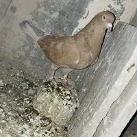 نر زرد
