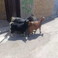 بز بچه دار جوان