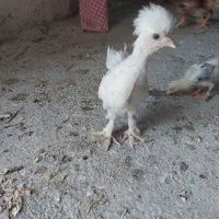خوجه سلطان