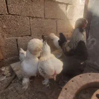 مرغ و خروس سلطان ۸ماهه