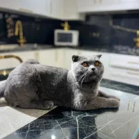 جفتگیری گربه نر