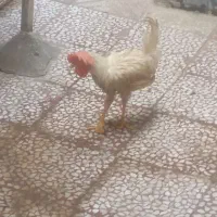جوجه خروس5ماهه سالم وزرنگ