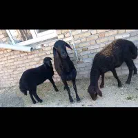 گوسفند قره قزل با بره ماده و قوچ